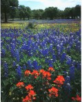 Hill Country Bluebonnets & Paints
