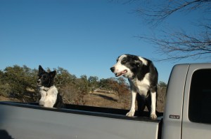 Buddy is on the right