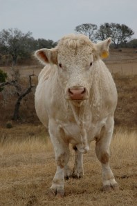 Curly, our Charolais bull