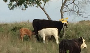 Adoptive mother, her white calf, and Norman sneaking milk. Crown attached courtesy of photoshop