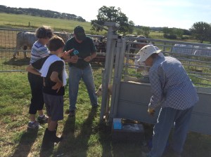 Vaccinating and Ear Tagging with La Nelle, Madeline, and Luke