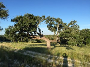 Oddly shaped tree that likely lost its main trunk to wind or lightning many years ago