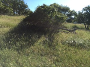 A blown down tree that has survived.