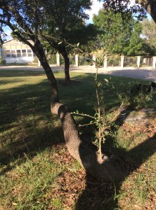 This felled tree not only has its trunk bent toward the sky but also has vertical shoots springing from near its base.