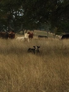 Curly and the "girls" send their Thanksgiving best wishes